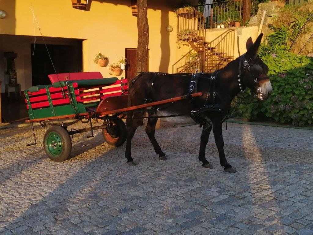 Quinta De Carcavelos Agroturismo E Enoturismo Celorico De Basto Exterior photo