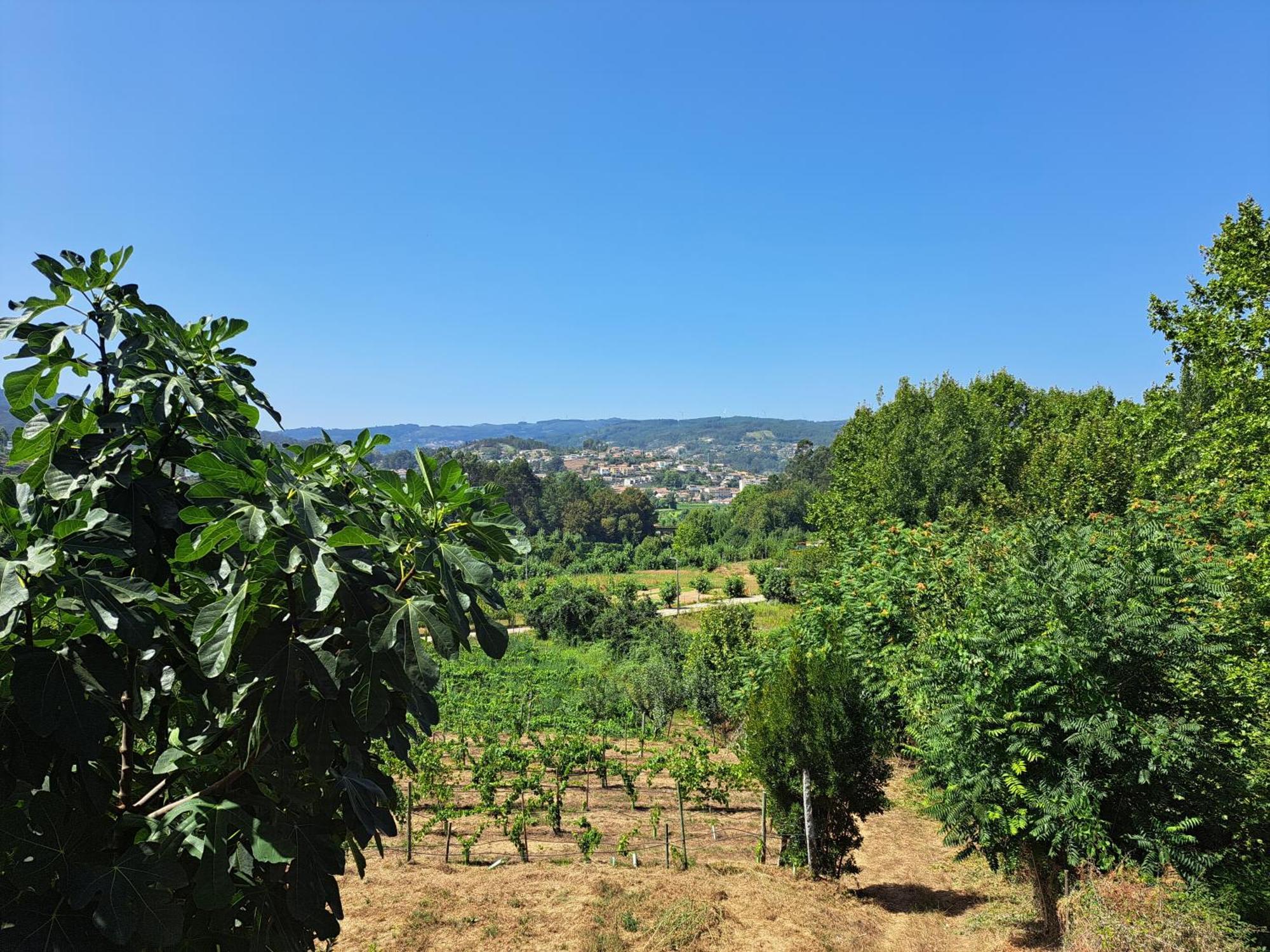 Quinta De Carcavelos Agroturismo E Enoturismo Celorico De Basto Exterior photo